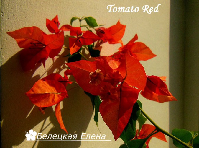 Tomato Red3